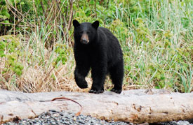 Young black bear among the driftwood