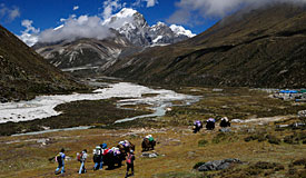 Yak train near Periche
