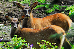 Roosevelt Elk fawns in Price Creek
